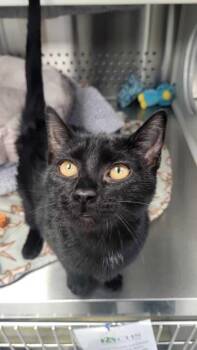 Domestic Short Hair Cats Available for Adoption - Sheba | PetCurious