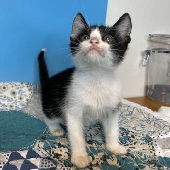 March -  Domestic Short Hair Cat for Adoption in San Antonio, Texas - March | PetCurious