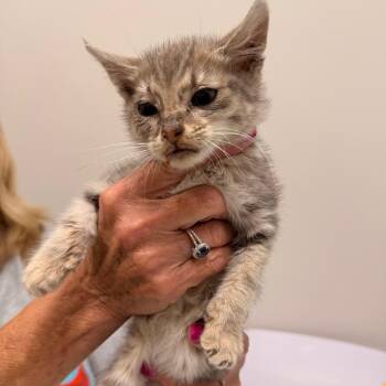 Robbie -  Domestic Medium Hair Cat for Adoption in Chattanooga, Tennessee - Robbie | PetCurious