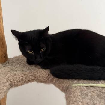 Sydni -  Domestic Short Hair Cat Available for Adoption in Snow Hill, North Carolina - Sydni | PetCurious
