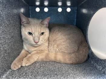 Peach -  Domestic Short Hair Cat for Adoption in New York, New York - Peach | PetCurious