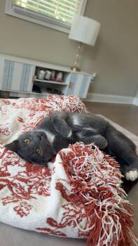 Pop Socket -  Tuxedo Cat for Adoption in Columbia, South Carolina - Pop Socket | PetCurious