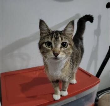 Sunny -  Domestic Short Hair Cat for Adoption in Monticello, Minnesota - Sunny | PetCurious