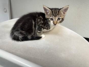 WILDERNESSA -  Domestic Short Hair Cat for Adoption in Antioch, California - WILDERNESSA | PetCurious
