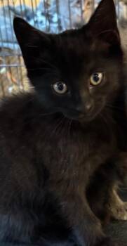 FERN -  Domestic Short Hair Cat for Adoption in Elizabethton, Tennessee - FERN | PetCurious