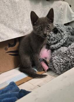 Anchovy -  Russian Blue Cat for Adoption in Orlando, Florida - Anchovy | PetCurious