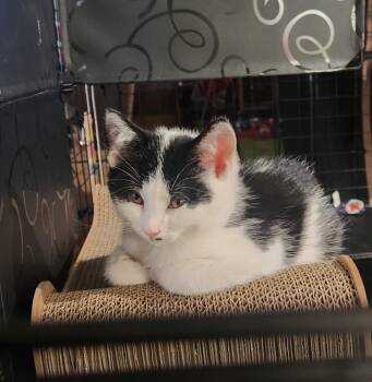 Rescue Domestic Short Hair and Domestic Medium Hair Cats for Adoption in Greene, New York - Groucho | PetCurious