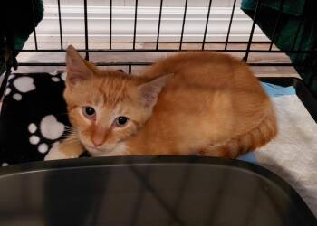 Sunburst -  Domestic Short Hair Cat for Adoption in Bethpage, New York - Sunburst | PetCurious