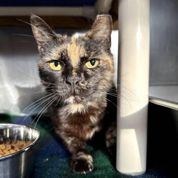 Domestic Medium Hair Cats Available for Adoption in Austin, Texas - Shari | PetCurious