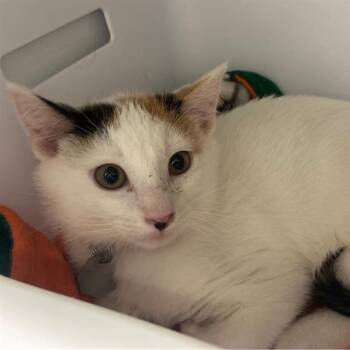 Domestic Short Hair Cats Available for Adoption in Aurora, Colorado - PAISLEY | PetCurious