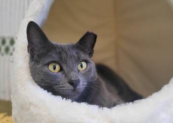 Trixie -  Domestic Short Hair Cat for Adoption in Kirkland, Washington - Trixie | PetCurious