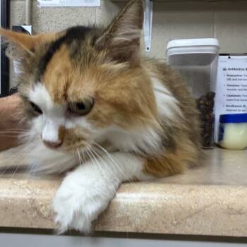 Cali-Mae -  Domestic Medium Hair and Domestic Long Hair Cat for Adoption in Madisonville, Kentucky - Cali-Mae | PetCurious