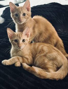 Jolly Rancher & Sweet Tart -  Domestic Medium Hair and Tabby Cat for Adoption in Liverpool, Texas - Jolly Rancher & Sweet Tart | PetCurious
