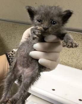 GLIZZY -  Domestic Short Hair Cat for Adoption in Riverside, California - GLIZZY | PetCurious