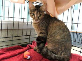 MUFFIN -  Domestic Short Hair Cat for Adoption in Oklahoma City, Oklahoma - MUFFIN | PetCurious