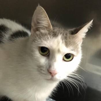 Pam-egranate -  Domestic Short Hair Cat for Adoption in Newark, New Jersey - Pam-egranate | PetCurious