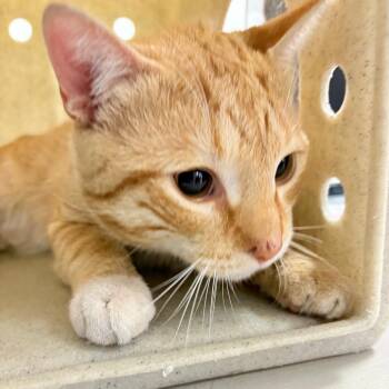 Domestic Short Hair Cats Available for Adoption in Philadelphia, Pennsylvania - Picasso | PetCurious