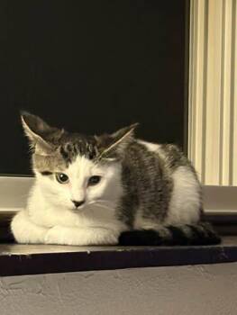 Hansel & Gretel -  Domestic Short Hair Cat for Adoption in Portland, Maine - Hansel & Gretel | PetCurious
