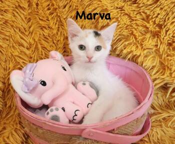 Marva -  Calico and Turkish Van Cat for Adoption in St. Augustine, Florida - Marva | PetCurious