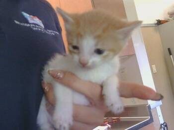 ASHRAM -  Domestic Short Hair Cat for Adoption in Sacramento, California - ASHRAM | PetCurious