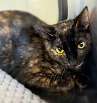 Rescue Domestic Short Hair Cats for Adoption in Sheboygan, Wisconsin - Lilac | PetCurious