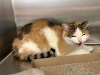 Fifi -  Domestic Short Hair Cat for Adoption in Lafayette, Indiana - Fifi | PetCurious