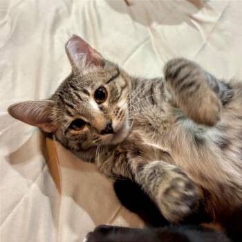 Domestic Short Hair Cats Available for Adoption - Elena | PetCurious