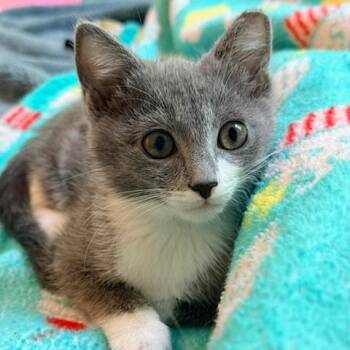 Freedom -  Domestic Short Hair Cat for Adoption in Mooresville, North Carolina - Freedom | PetCurious