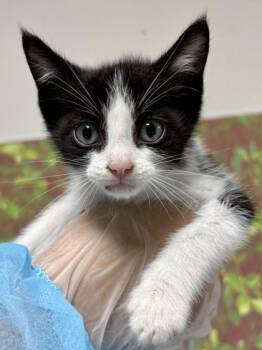 Domestic Short Hair Cats Available for Adoption in San Antonio, Texas - Arnold | PetCurious