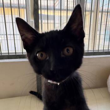 Jim Beam -  Domestic Short Hair Cat Available for Adoption in Goleta, California - Jim Beam | PetCurious