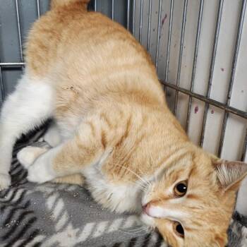 Domestic Short Hair Cats Available for Adoption - Ruby C46284 | PetCurious