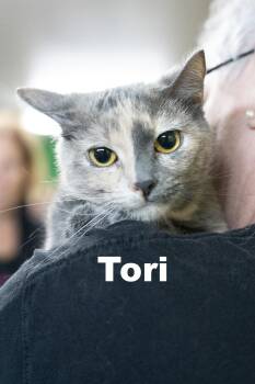Rescue Dilute Tortoiseshell Cats for Adoption in Macomb, Illinois - Tori | PetCurious