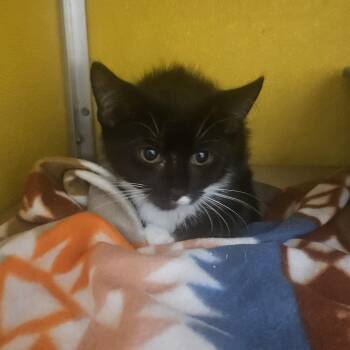 Sushi -  Domestic Medium Hair Cat for Adoption in Fall River, Massachusetts - Sushi | PetCurious