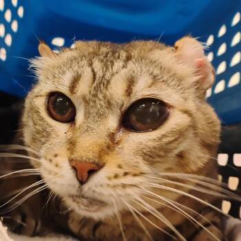 Molly -  Domestic Short Hair Cat for Adoption in Bentonville, Arkansas - Molly | PetCurious