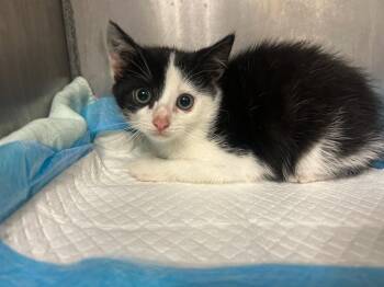 Bell Pepper -  Domestic Short Hair Cat for Adoption in Morgantown, Kentucky - Bell Pepper | PetCurious