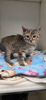 Blossom -  Domestic Short Hair Cat for Adoption in Delson, Quebec - Blossom | PetCurious