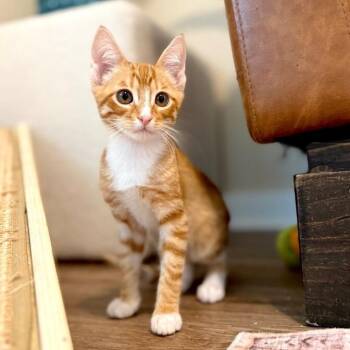 Triton Cove Lap Cat In Training -  Tabby and Domestic Short Hair Cat for Adoption in Friendswood, Texas - Triton Cove Lap Cat In Training | PetCurious