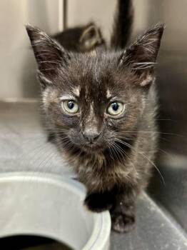 Nami -  Domestic Short Hair Cat for Adoption in Wichita, Kansas - Nami | PetCurious