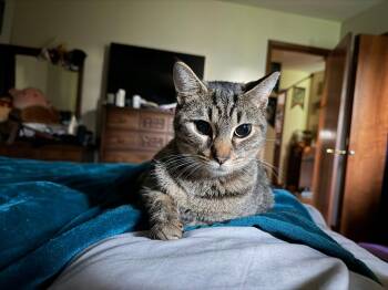 Maria -  Domestic Short Hair Cat for Adoption in Cleveland, Ohio - Maria | PetCurious