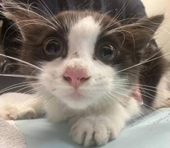 Tootsie -  Domestic Short Hair Cat for Adoption in Chamblee, Georgia - Tootsie | PetCurious