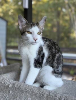 Taz -  Domestic Short Hair Cat for Adoption in St. Augustine, Florida - Taz | PetCurious