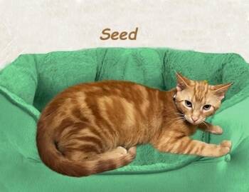 Tabby Cats Available for Adoption - Seed JT | PetCurious