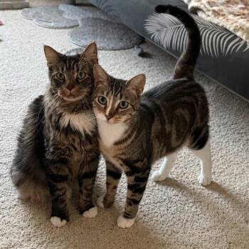 Tuffy (sitting down) & Simone -  Domestic Short Hair Cat for Adoption in Bridgeport, Connecticut - Tuffy (sitting Down) & Simone | PetCurious