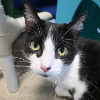 Martina -  Domestic Short Hair and Mixed Breed Cat for Adoption in Oshkosh, Wisconsin - Martina | PetCurious