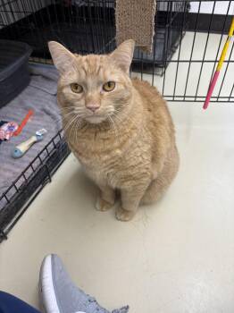 Rescue Domestic Short Hair Cats for Adoption in Black River Falls, Wisconsin - Crook | PetCurious