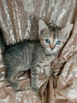 Domestic Medium Hair and Domestic Short Hair Cats Available for Adoption in West Chester, Pennsylvania - Mocha | PetCurious