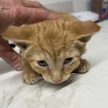 Domestic Short Hair Cats Available for Adoption in St. Louis, Missouri - Evanlee Got Rhythm | PetCurious