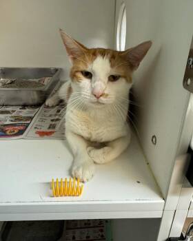 Carl Dean -  Domestic Short Hair Cat for Adoption in Bloomfield, New Jersey - Carl Dean | PetCurious