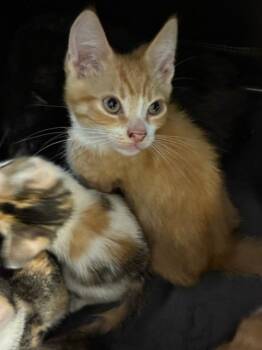 Domestic Short Hair Cats Available for Adoption in Palmetto, Florida - A136622 | PetCurious