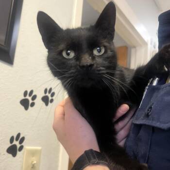 American Shorthair Cats Available for Adoption - Cardi | PetCurious